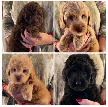 READY NOW!!!  Stunning Labradoodles (Miniature) From Health tested parents