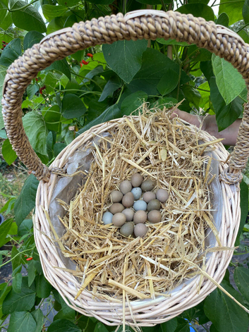 Chinese Painted/Button Quail Eggs & Chicks