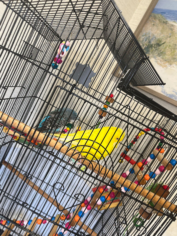budgies
