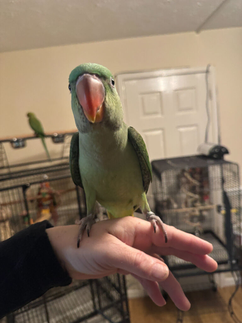Hand-Reared and extremely tame Alexandrine babies