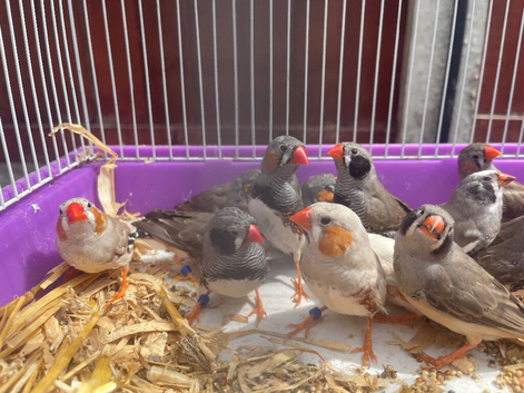 Beautiful Young Zebra Finch PAIRS