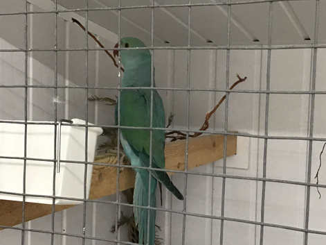 Baby blue Indian ringneck