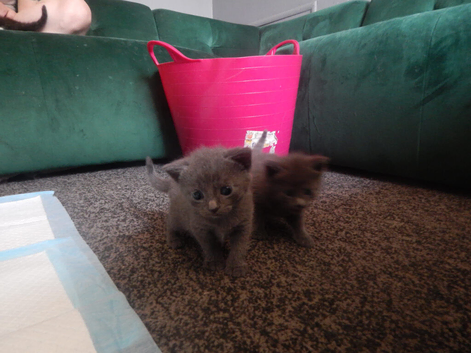 Kittens for sale