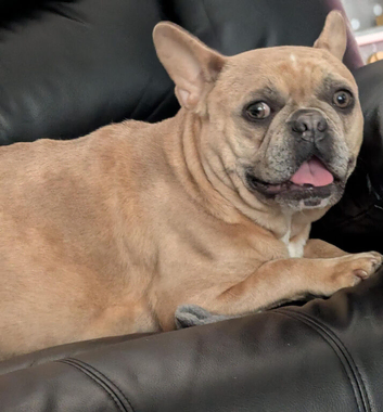 BEAUTIFUL FRENCHIE X BULLY HIGH HYBRID PUPPIES