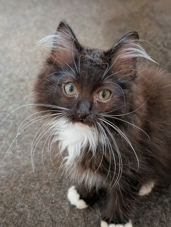 Gorgeous Fluffy Tuxedo Ragdoll Boy