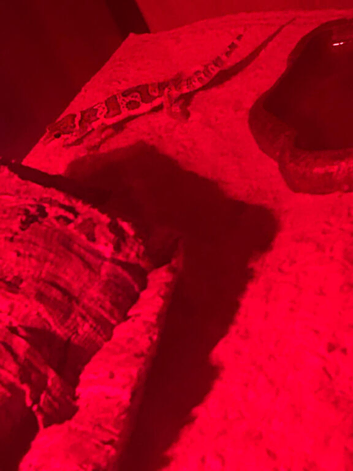 Mack snow Leopard gecko for sale