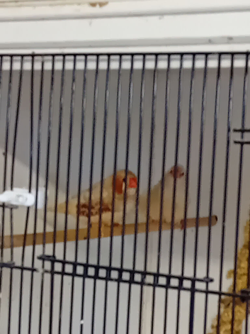 Isabel zebra finches