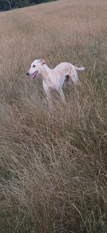 Sulkie greyhound