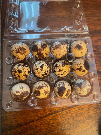 Hatching Coturnix quail eggs x12