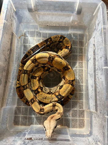 Female boa