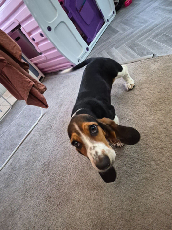 Basset hound puppy female
