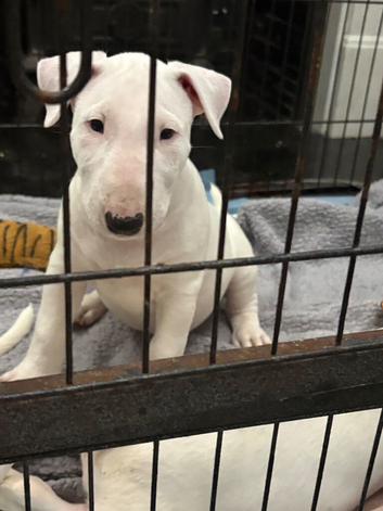 beautiful litter with champion blood lines