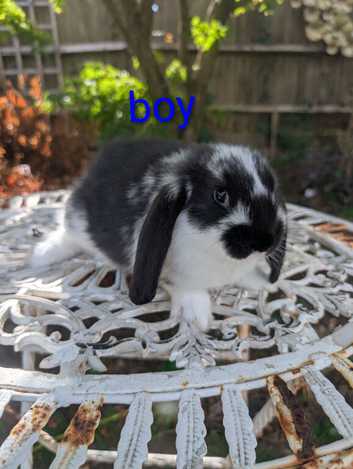 Pure french lops