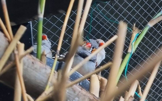 Zebra Finches, Mixed Ages. Orpington, Kent/london border