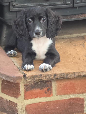 Cocker spaniel pups ready now quick sale