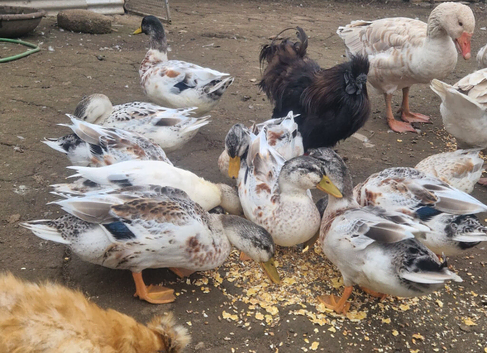 2026 bred miniature silver appleyard drakes