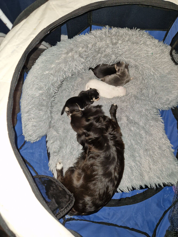 4 chihuahua puppy's