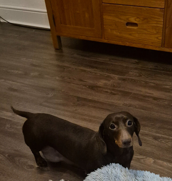 Dashund bitch
