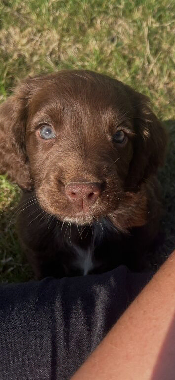 Gorgeous Bundle of Cockerspaniels