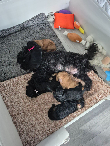 Yorkiepoo puppies