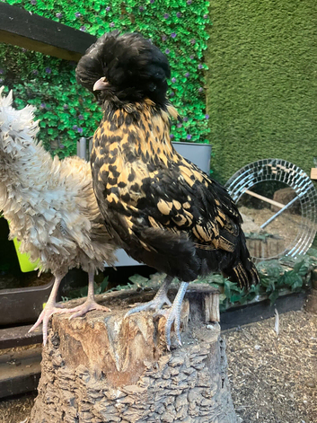 Polish bantam hen