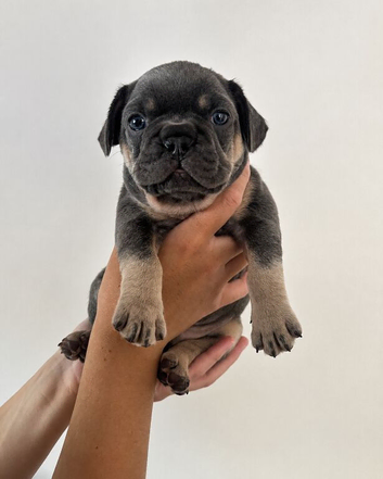 Pati's Prestige Pups- KC registered French Bulldog puppies
