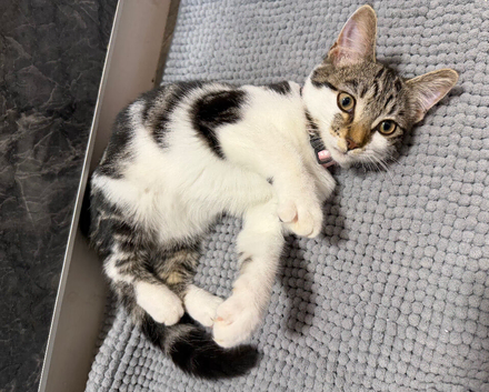 5 Month Female Kitten (beautiful unique markings)