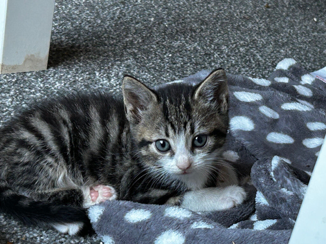 Stunning grey and beige tabby&rsquo;s part Maine coon