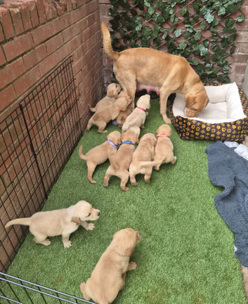 Stunning litter of F1 Goldador puppies