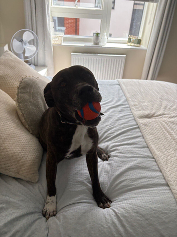 8 year old staffie cross