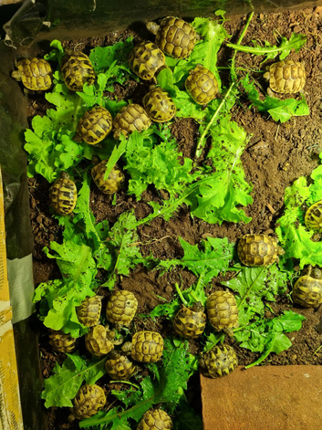 Baby Spur-thigh Tortoises for sale