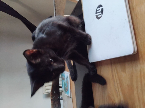 3 Black kittens