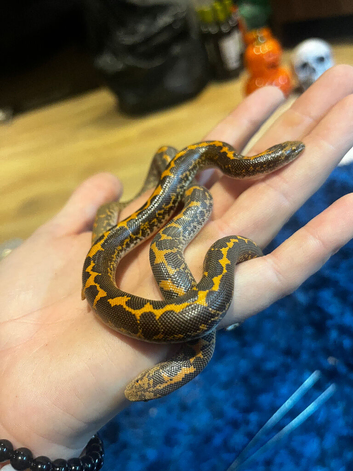 Sand boa