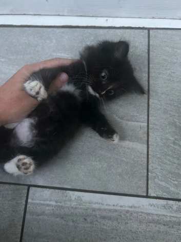 Fluffy kitten