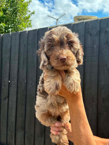 Gorgeous Cockapoo Puppies