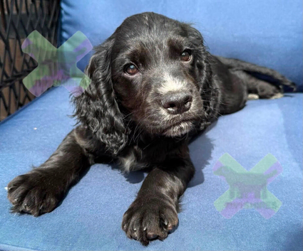 Kc cocker spaniels boy only 17 dna health tested