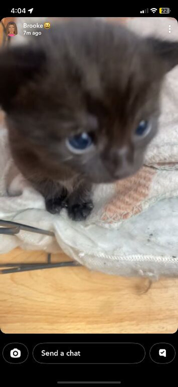 2 black kittens