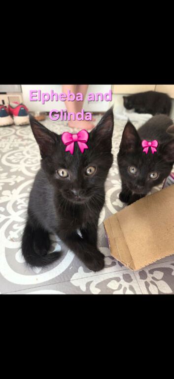 2 Maine coon x British shorthair kittens