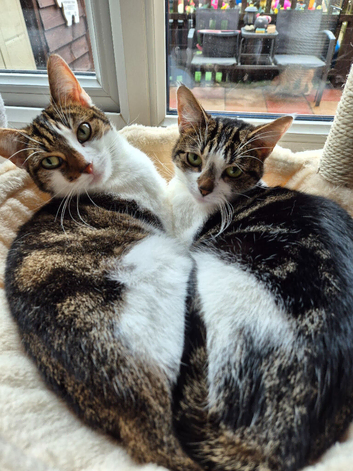Female cats can leave together