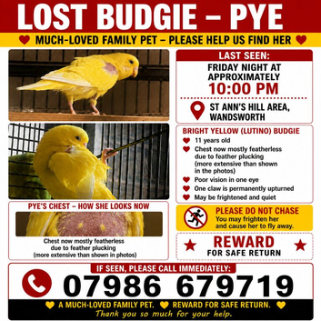 LOST YELLOW BUDGIE - PYE