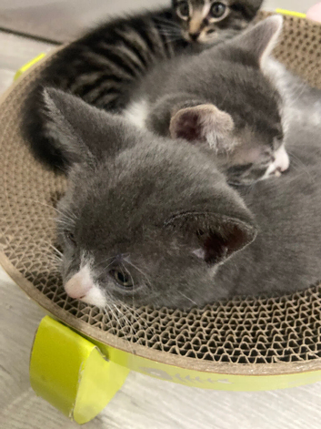 Cute grey cat , black , grey and white , orange white and black .