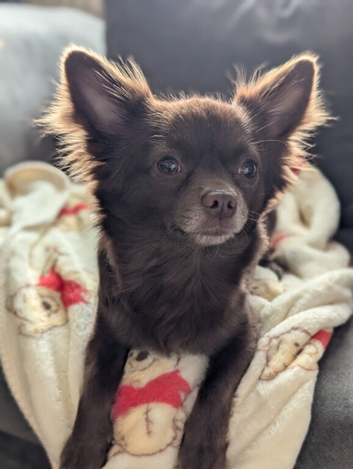 Gorgeous chihuahua male