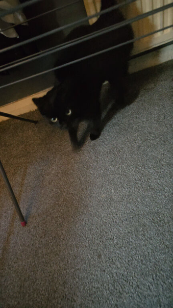 Female cat
