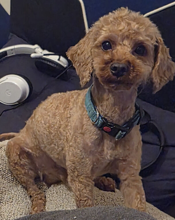 Stud Toy Poodle