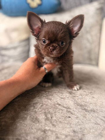 Chocolate Longcoat male
