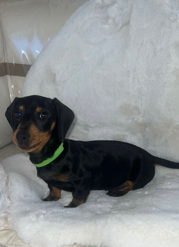 Our adorable boy buzz