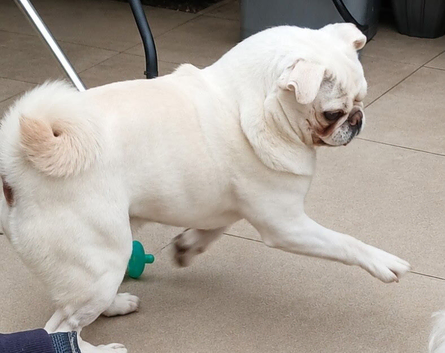 2 year old male pug