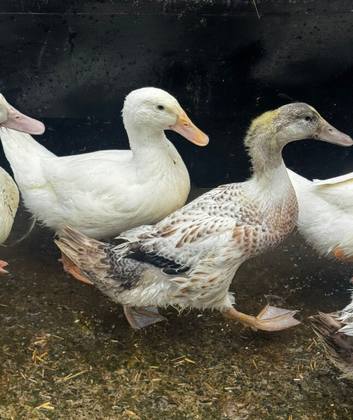 five young male ducks looking for new homes, cherry valley and welsh harlequin