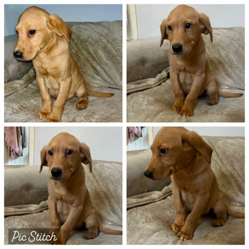 Fox red lab boy available  to leave now