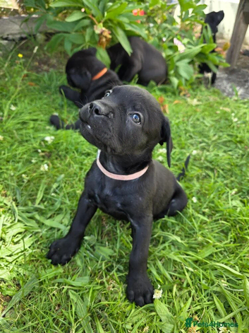 Dogue de bordeux x lab